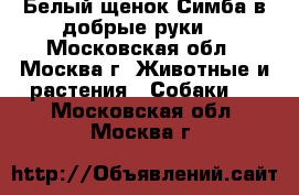 Белый щенок Симба в добрые руки  - Московская обл., Москва г. Животные и растения » Собаки   . Московская обл.,Москва г.